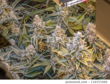 female blossom marijuana SoG Sea of Green net hemp cultivation technique Growing pot indoor bloom stage growth Medical 116555980