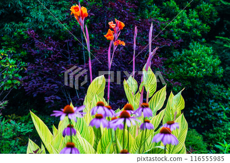 Summer flowers: Canna Bengal Tiger and Echinacea purpurea 116555985
