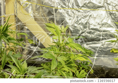 SoG Sea of Green net hemp cultivation technique Growing pot in growtent indoor Vegetative stage marijuana growth Medical 116556017