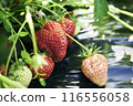Strawberry picking 116556058