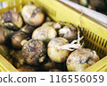 onion  116556059