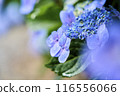 hydrangea   116556066