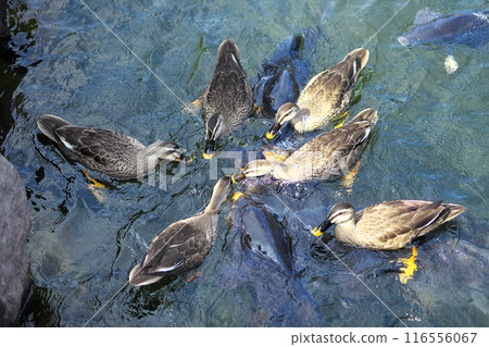 Ducks and carp feeding in a pond 116556067