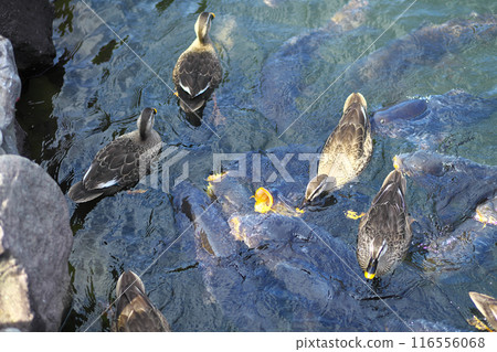 斑嘴鴨和鯉魚在池塘裡吃食物 116556068