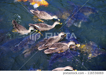 斑嘴鴨和鯉魚在池塘裡吃食物 斑嘴鴨和鯉魚在池塘裡吃食物 116556069