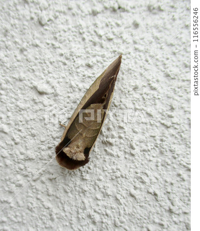 Purple Shachihoko perched on a wall Purple Shachihoko perched on a wall 116556246