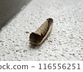紫色虎鯨棲息在牆上 116556251