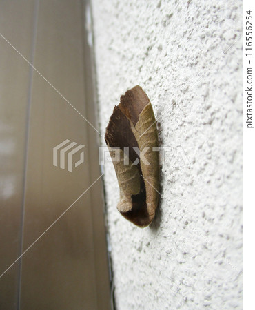 Purple Shachihoko perched on a wall 116556254