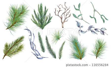 Winter botanical watercolor illustration set isolated. Pine branches hand drawn. Coniferous tree, leaves, and snag, perfect for holiday decor, greeting cards, and New Year designs. Christmas tree Winter botanical watercolor illustration set isolated. Pine branches hand drawn. Coniferous tree, leaves, and snag, perfect for holiday decor, greeting cards, and New Year designs. Christmas tree 116556284