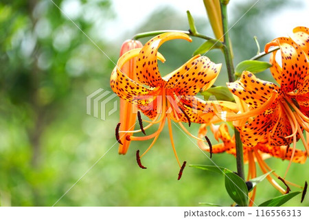 橙花、妖百合盛開的風景（上） 116556313