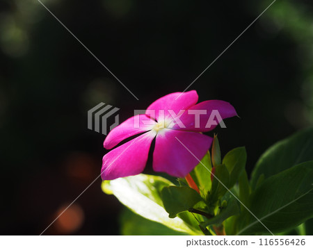 A single Madagascar periwinkle blooming in the shade of a tree A single Madagascar periwinkle blooming in the shade of a tree 116556426