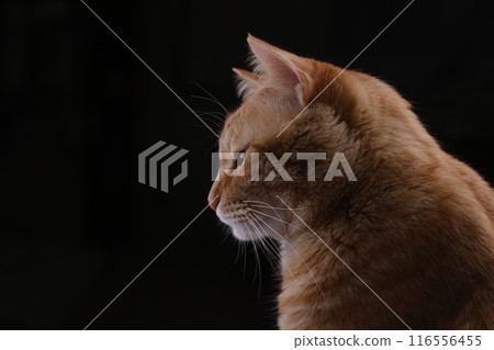 貓親子日常風景 116556455