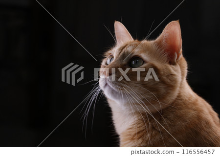 Daily scenery of cat parent and child 116556457