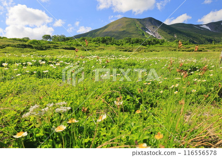 Summer Daisetsuzan: Midori-dake hiking trail, view towards Midori-dake from Daini Hanazono Summer Daisetsuzan: Midori-dake hiking trail, view towards Midori-dake from Daini Hanazono 116556578