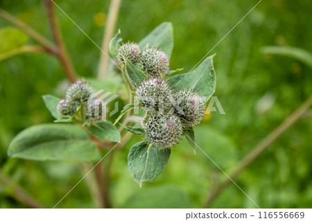 A close up of a plant displaying flowers and green leaves 116556669