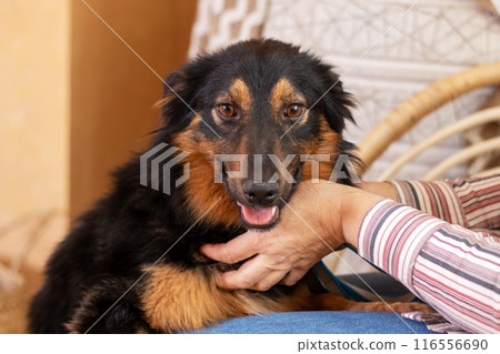 A person holds a black and brown Canidae dog, Companion and Working breed A person holds a black and brown Canidae dog, Companion and Working breed 116556690