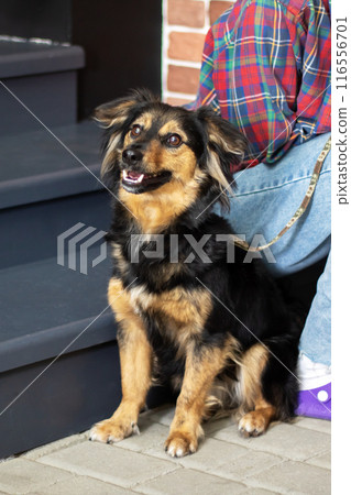 A brown and black dog is comfortably seated on the lap of a person 116556701
