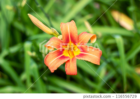 An abundance of orange flowers bloom amidst the green grass 116556729