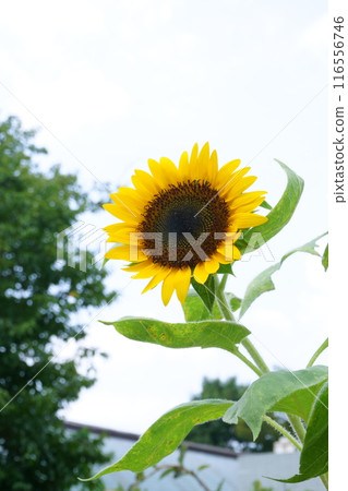 Sunflower blooming towards the sun 116556746