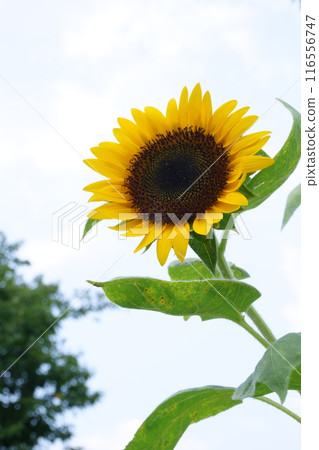 Sunflower blooming towards the sun Sunflower blooming towards the sun 116556747