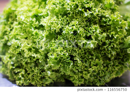 A collection of lettuce is arranged on a metal platter A collection of lettuce is arranged on a metal platter 116556750