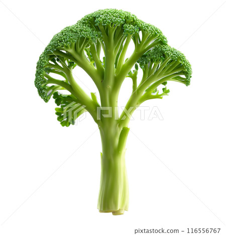Broccoli microgreens Brassica oleracea var italica lush green leaves with tender stems naturally curled Microgreen 116556767
