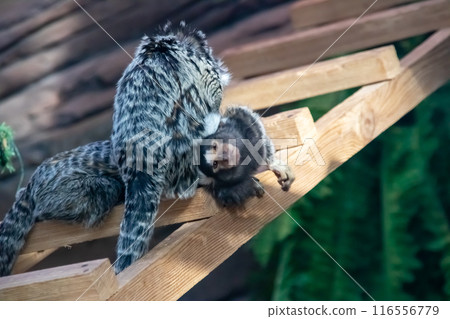Two small monkeys are playing on a wooden fence under the forest canopy Two small monkeys are playing on a wooden fence under the forest canopy 116556779