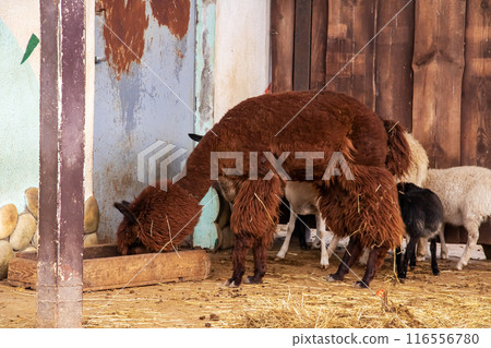 A group of sheep are munching on hay inside a barn A group of sheep are munching on hay inside a barn 116556780