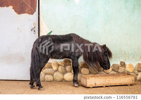 A pony is quenching its thirst from a wooden trough near A pony is quenching its thirst from a wooden trough near 116556781