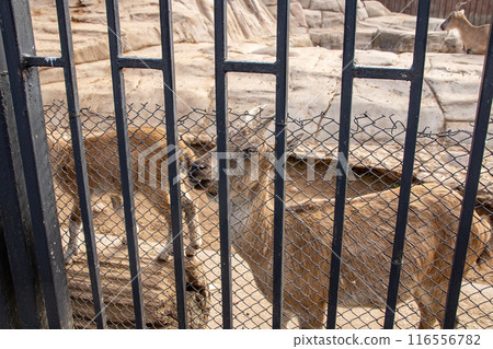 A wolf is standing behind a chain link fence and looking directly at the camera A wolf is standing behind a chain link fence and looking directly at the camera 116556782