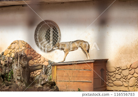 A wolf is positioned on a wooden box inside a cage A wolf is positioned on a wooden box inside a cage 116556783