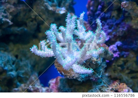 A close up of a white coral growing on a coral reef in the water 116556786