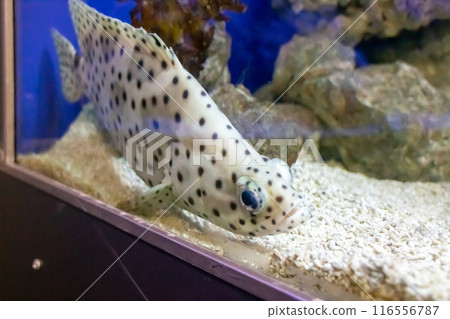 A fish with black spots gracefully swims in a clear aquarium A fish with black spots gracefully swims in a clear aquarium 116556787