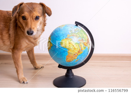 A dog is next to a globe on a wooden floor, standing there 116556799