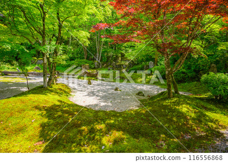 [上正寺]初夏庭園[枯山水] 116556868