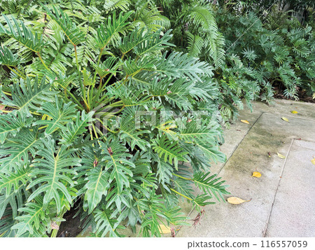 Philodendron xanadu in the garden 116557059