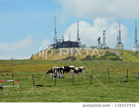 在清新的五月天空下放牧的乳牛，背景是大片頭大樓 116557355