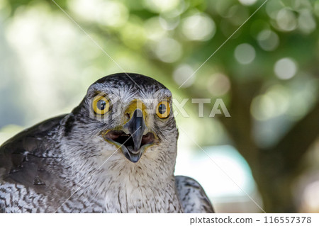 A goshawk with a fearless face and tilting its head [Hawk eyes Hawk family] 116557378