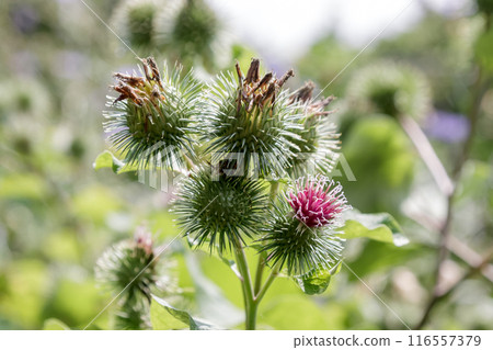 Burdock flower, a highly valued edible root vegetable [Asteraceae] 116557379