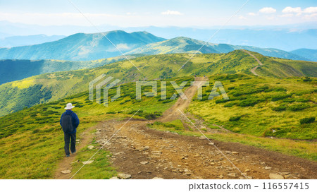 hiking carpathian mountains in summer. outdoor adventures in ukraine. path down the rolling slopes of mount petros in dappled light hiking carpathian mountains in summer. outdoor adventures in ukraine. path down the rolling slopes of mount petros in dappled light 116557415
