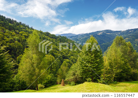forested countryside landscape of mountainous ukraine. rural valley of rakhiv region behind the trees. sunny weather in summer forested countryside landscape of mountainous ukraine. rural valley of rakhiv region behind the trees. sunny weather in summer 116557447