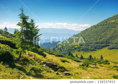 coniferous trees on the steep slopes of chornohora ridge. eastern carpathian mountains in summer on a sunny day. popular travel destination of ukraine 116557453