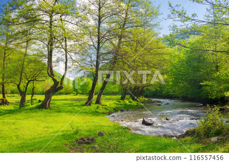 river winding through forested landscape of carpathian mountains in spring. grassy meadow on the shore. sunny weather. scenery with rapid water stream in morning light 116557456