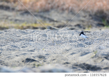 黑背鶺鴒（荒川右岸/埼玉縣深谷市） 116557628
