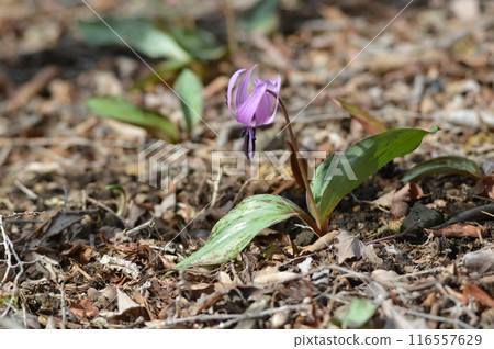 卡塔庫里花（群馬縣澀川市赤城自然花園） 116557629