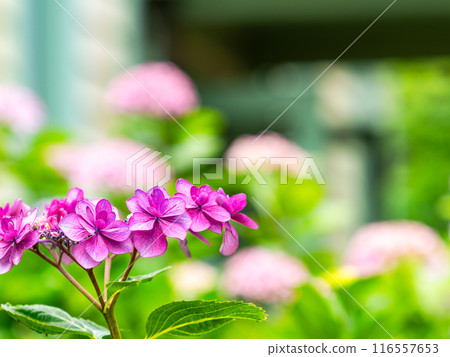 為雨季增添色彩的風景 色彩繽紛、美麗的繡球花 116557653