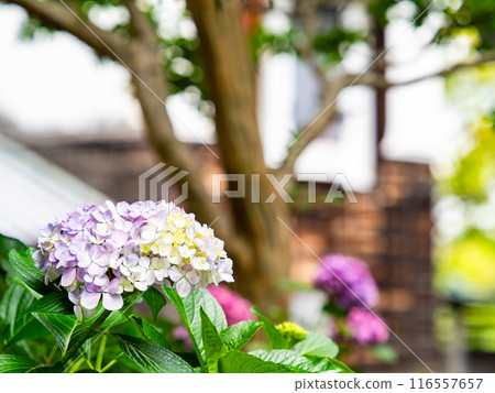 Scenery that colors the rainy season Colorful and beautiful hydrangeas Scenery that colors the rainy season Colorful and beautiful hydrangeas 116557657