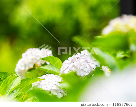 為雨季增添色彩的風景 色彩繽紛、美麗的繡球花 為雨季增添色彩的風景 色彩繽紛、美麗的繡球花 116557662