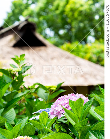 為雨季增添色彩的風景 色彩繽紛、美麗的繡球花 116557670