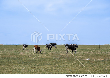 Inner Mongolia 116557671